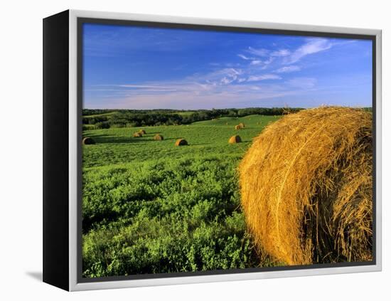 Hay Bales near Bottineau, North Dakota, USA-Chuck Haney-Framed Premier Image Canvas