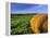 Hay Bales near Bottineau, North Dakota, USA-Chuck Haney-Framed Premier Image Canvas