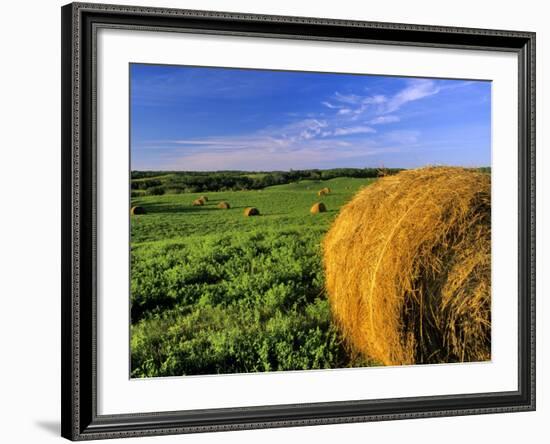 Hay Bales near Bottineau, North Dakota, USA-Chuck Haney-Framed Photographic Print