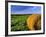 Hay Bales near Bottineau, North Dakota, USA-Chuck Haney-Framed Photographic Print