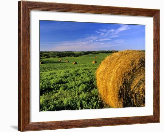 Hay Bales near Bottineau, North Dakota, USA-Chuck Haney-Framed Photographic Print