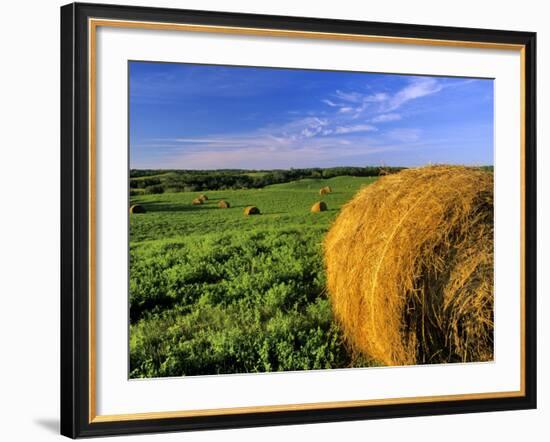 Hay Bales near Bottineau, North Dakota, USA-Chuck Haney-Framed Photographic Print