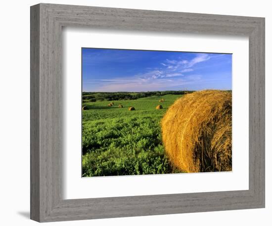 Hay Bales near Bottineau, North Dakota, USA-Chuck Haney-Framed Photographic Print