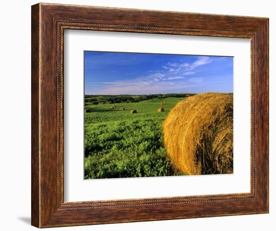 Hay Bales near Bottineau, North Dakota, USA-Chuck Haney-Framed Photographic Print