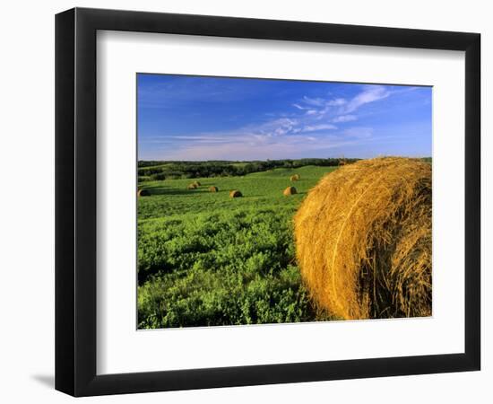 Hay Bales near Bottineau, North Dakota, USA-Chuck Haney-Framed Photographic Print