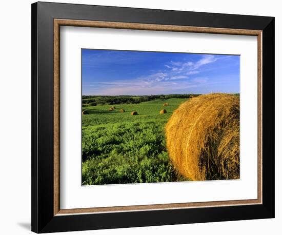 Hay Bales near Bottineau, North Dakota, USA-Chuck Haney-Framed Photographic Print