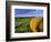 Hay Bales near Bottineau, North Dakota, USA-Chuck Haney-Framed Photographic Print