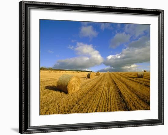 Hay Bales Near Contin, Highlands Region, Scotland, UK, Europe-Neale Clarke-Framed Photographic Print