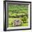 Hay Barns, Muker, Swaledale, Yorkshire Dales, Yorkshire, England, United Kingdom, Europe-Bill Ward-Framed Photographic Print