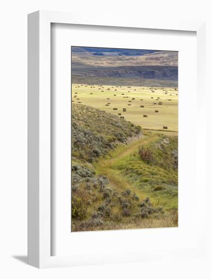 Hay Fields, Colorado Mountains-Maresa Pryor-Framed Photographic Print