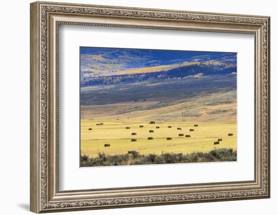 Hay Fields Outside of Steamboat Springs, Colorado-Maresa Pryor-Framed Photographic Print