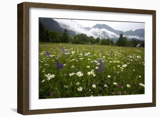 Hay Meadow In Slovenia-Bob Gibbons-Framed Photographic Print