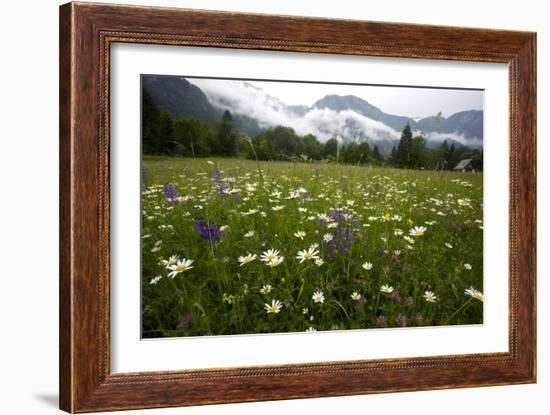 Hay Meadow In Slovenia-Bob Gibbons-Framed Photographic Print