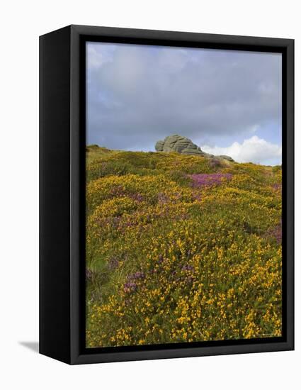 Hay Tor Rocks and Wild Flowers, Dartmoor, Devon, England, United Kingdom-David Hughes-Framed Premier Image Canvas