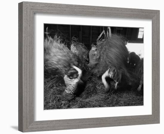 Hayloft Party, a Hay Fight Begins with a Surprise Onslaught Against the Girls-Alfred Eisenstaedt-Framed Photographic Print