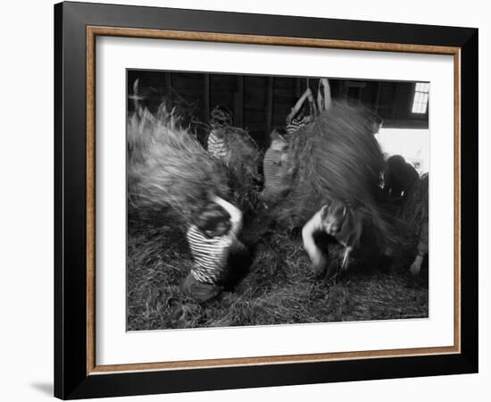 Hayloft Party, a Hay Fight Begins with a Surprise Onslaught Against the Girls-Alfred Eisenstaedt-Framed Photographic Print