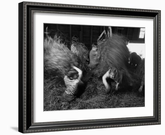 Hayloft Party, a Hay Fight Begins with a Surprise Onslaught Against the Girls-Alfred Eisenstaedt-Framed Photographic Print