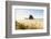 Haystack Rock and The Needles, with Gynerium spikes in the foreground, Cannon Beach-francesco vaninetti-Framed Photographic Print