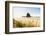 Haystack Rock and The Needles, with Gynerium spikes in the foreground, Cannon Beach-francesco vaninetti-Framed Photographic Print