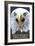 Hayward, Wisconsin - Eagle Up Close-Lantern Press-Framed Art Print