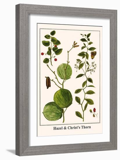 Hazel and Christ's Thorn-Albertus Seba-Framed Art Print