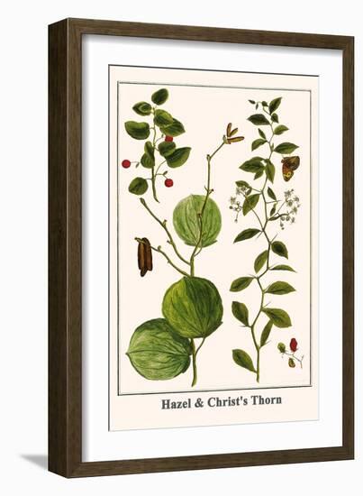Hazel and Christ's Thorn-Albertus Seba-Framed Art Print