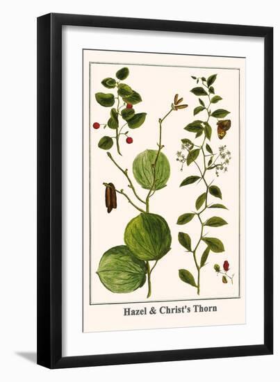 Hazel and Christ's Thorn-Albertus Seba-Framed Art Print