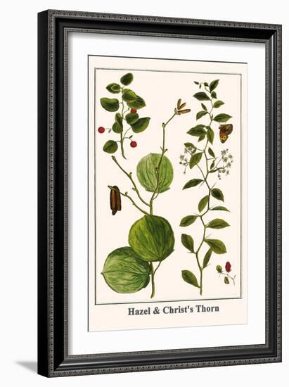 Hazel and Christ's Thorn-Albertus Seba-Framed Art Print