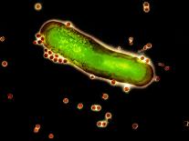 Spirochete Bacteria, TEM-Hazel Appleton-Framed Photographic Print