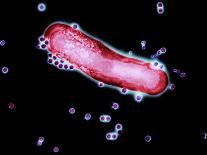 Spirochete Bacteria, TEM-Hazel Appleton-Framed Photographic Print
