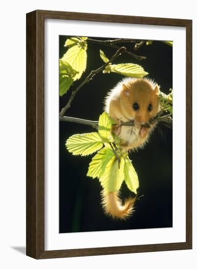 Hazel Dormouse Hanging from Branch Amongst Leaves-null-Framed Photographic Print