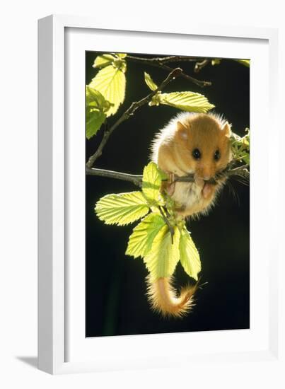 Hazel Dormouse Hanging from Branch Amongst Leaves-null-Framed Photographic Print