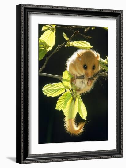 Hazel Dormouse Hanging from Branch Amongst Leaves-null-Framed Photographic Print