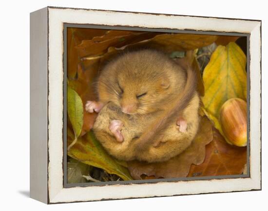 Hazel Dormouse (Muscardinus Avellanarius) Hibernating Amongst Leaves and Acorns-Danny Green-Framed Premier Image Canvas