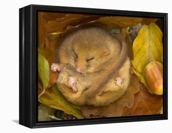 Hazel Dormouse (Muscardinus Avellanarius) Hibernating Amongst Leaves and Acorns-Danny Green-Framed Premier Image Canvas