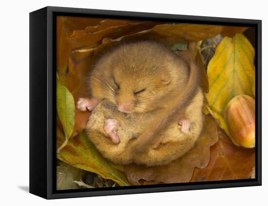 Hazel Dormouse (Muscardinus Avellanarius) Hibernating Amongst Leaves and Acorns-Danny Green-Framed Premier Image Canvas