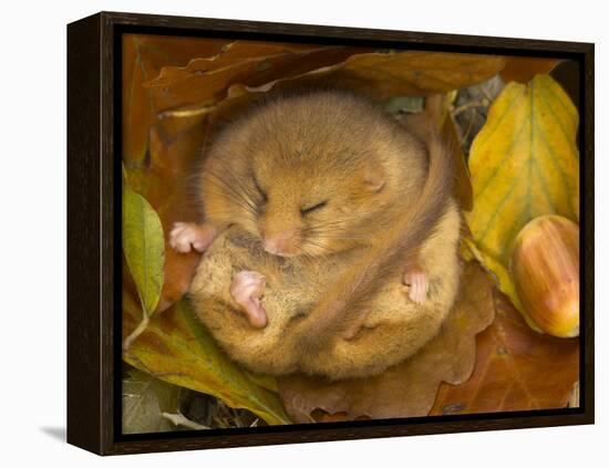 Hazel Dormouse (Muscardinus Avellanarius) Hibernating Amongst Leaves and Acorns-Danny Green-Framed Premier Image Canvas