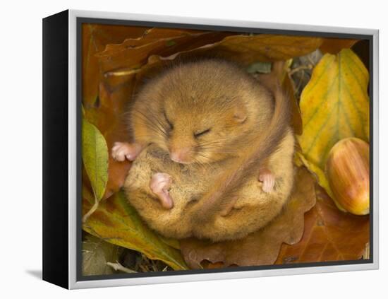 Hazel Dormouse (Muscardinus Avellanarius) Hibernating Amongst Leaves and Acorns-Danny Green-Framed Premier Image Canvas