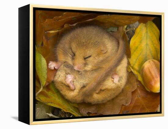 Hazel Dormouse (Muscardinus Avellanarius) Hibernating Amongst Leaves and Acorns-Danny Green-Framed Premier Image Canvas