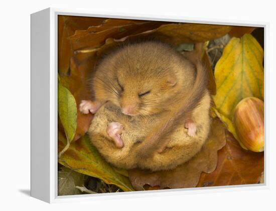 Hazel Dormouse (Muscardinus Avellanarius) Hibernating Amongst Leaves and Acorns-Danny Green-Framed Premier Image Canvas
