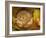 Hazel Dormouse (Muscardinus Avellanarius) Hibernating Amongst Leaves and Acorns-Danny Green-Framed Photographic Print