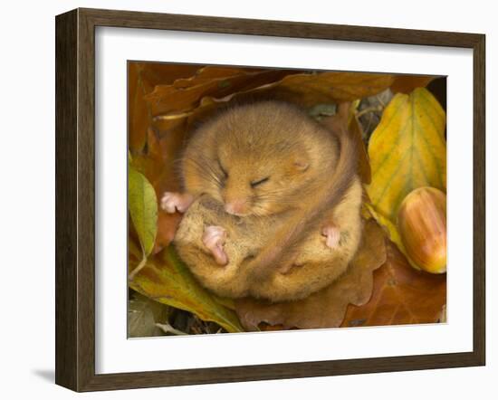 Hazel Dormouse (Muscardinus Avellanarius) Hibernating Amongst Leaves and Acorns-Danny Green-Framed Photographic Print