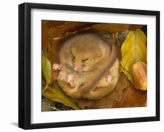 Hazel Dormouse (Muscardinus Avellanarius) Hibernating Amongst Leaves and Acorns-Danny Green-Framed Photographic Print