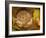 Hazel Dormouse (Muscardinus Avellanarius) Hibernating Amongst Leaves and Acorns-Danny Green-Framed Photographic Print