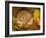 Hazel Dormouse (Muscardinus Avellanarius) Hibernating Amongst Leaves and Acorns-Danny Green-Framed Photographic Print