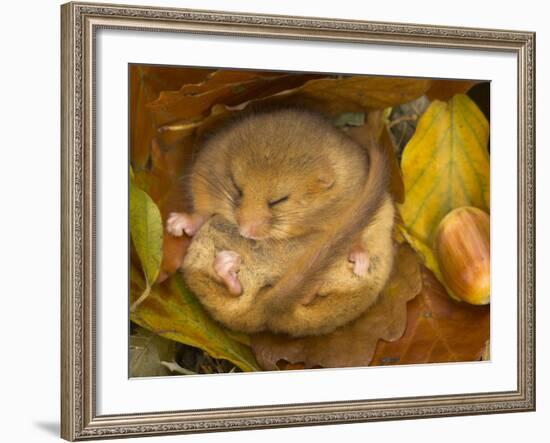 Hazel Dormouse (Muscardinus Avellanarius) Hibernating Amongst Leaves and Acorns-Danny Green-Framed Photographic Print