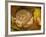 Hazel Dormouse (Muscardinus Avellanarius) Hibernating Amongst Leaves and Acorns-Danny Green-Framed Photographic Print