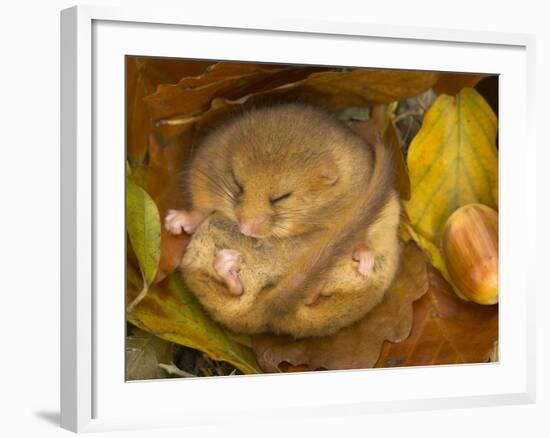 Hazel Dormouse (Muscardinus Avellanarius) Hibernating Amongst Leaves and Acorns-Danny Green-Framed Photographic Print