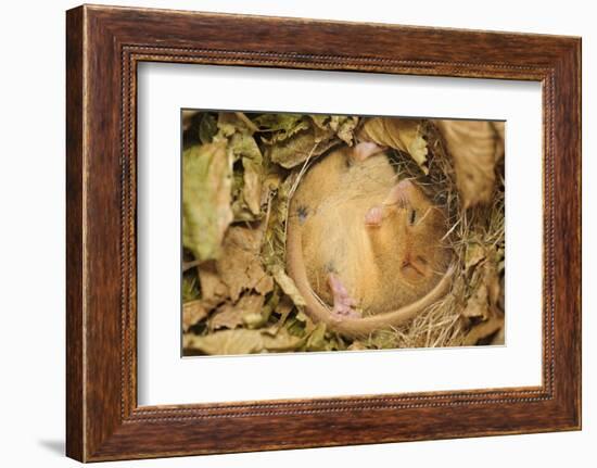 Hazel Dormouse (Muscardinus Avellanarius), Kent, UK-Terry Whittaker-Framed Photographic Print