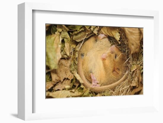 Hazel Dormouse (Muscardinus Avellanarius), Kent, UK-Terry Whittaker-Framed Photographic Print